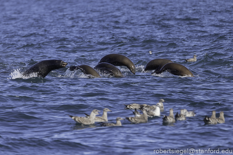 Monterey Bay whale watching